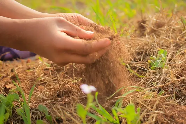 Prefeitura de Macaé lança projeto de Miniflorestas Urbanas