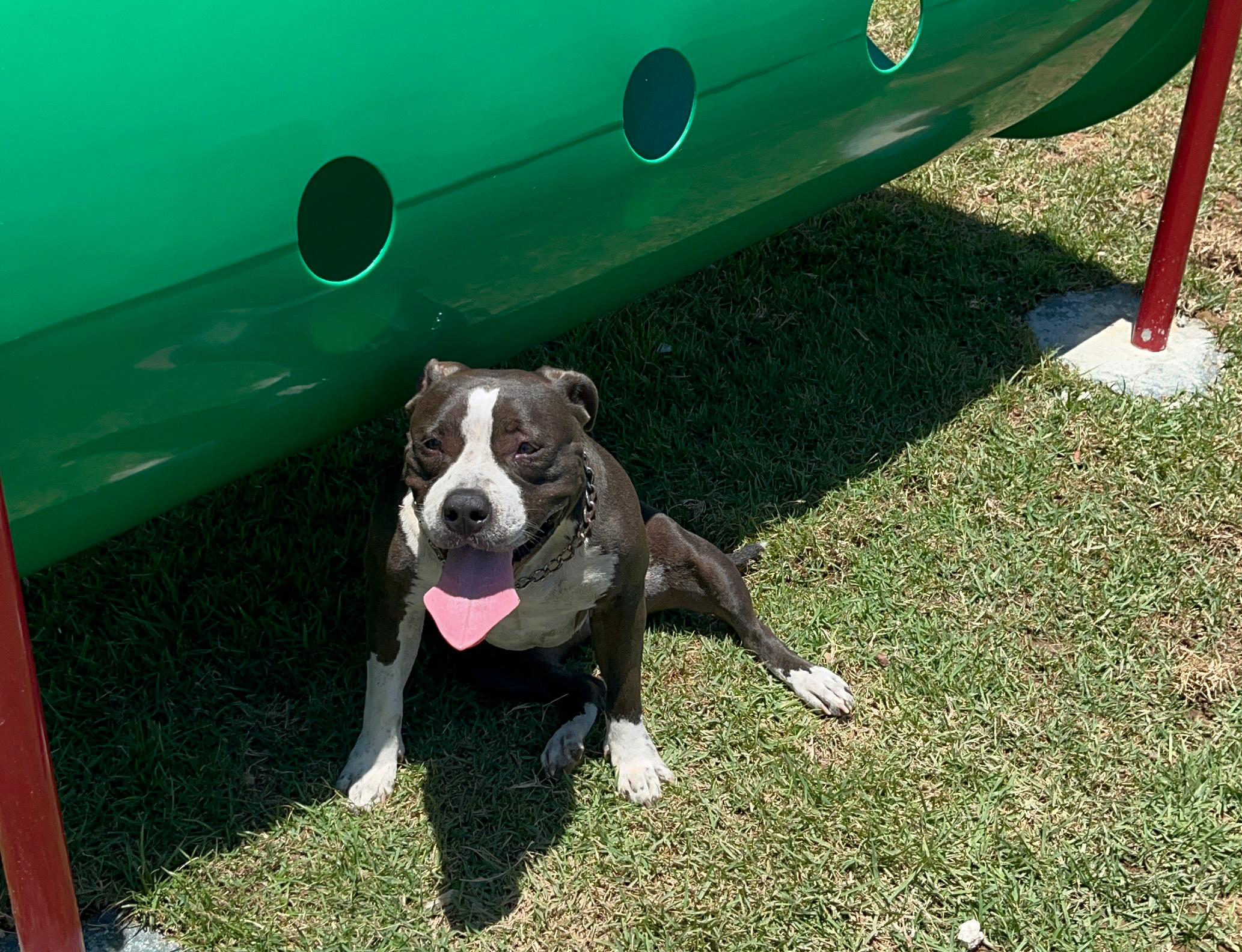 Novo Parque para Cães na Praia Campista: um espaço de lazer para os pets